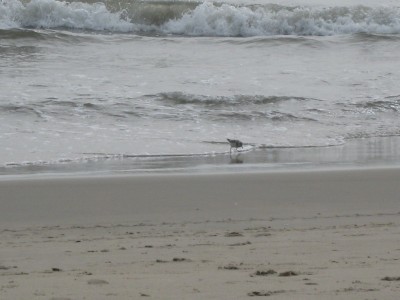 med-IMG_0737 I love these little sandpipers...love them. They were so fun to watch.
